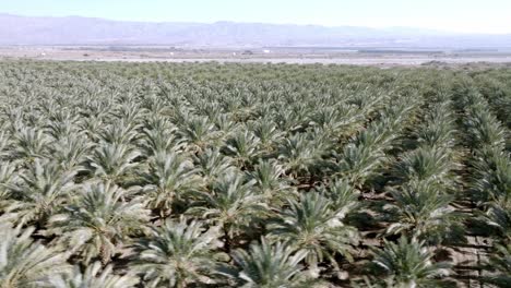 gran vivero de palmeras en coachella, california con video de drones cerca de bajo y moviéndose en círculo