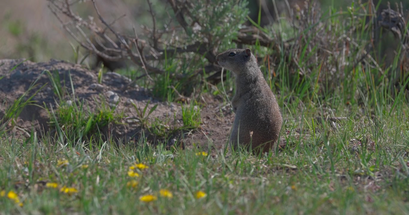 Mid shot of a Uinta ground squirrel standing upright to scan its surroundings before running out of frame. Natural wildlife footage captured in a North American meadow.