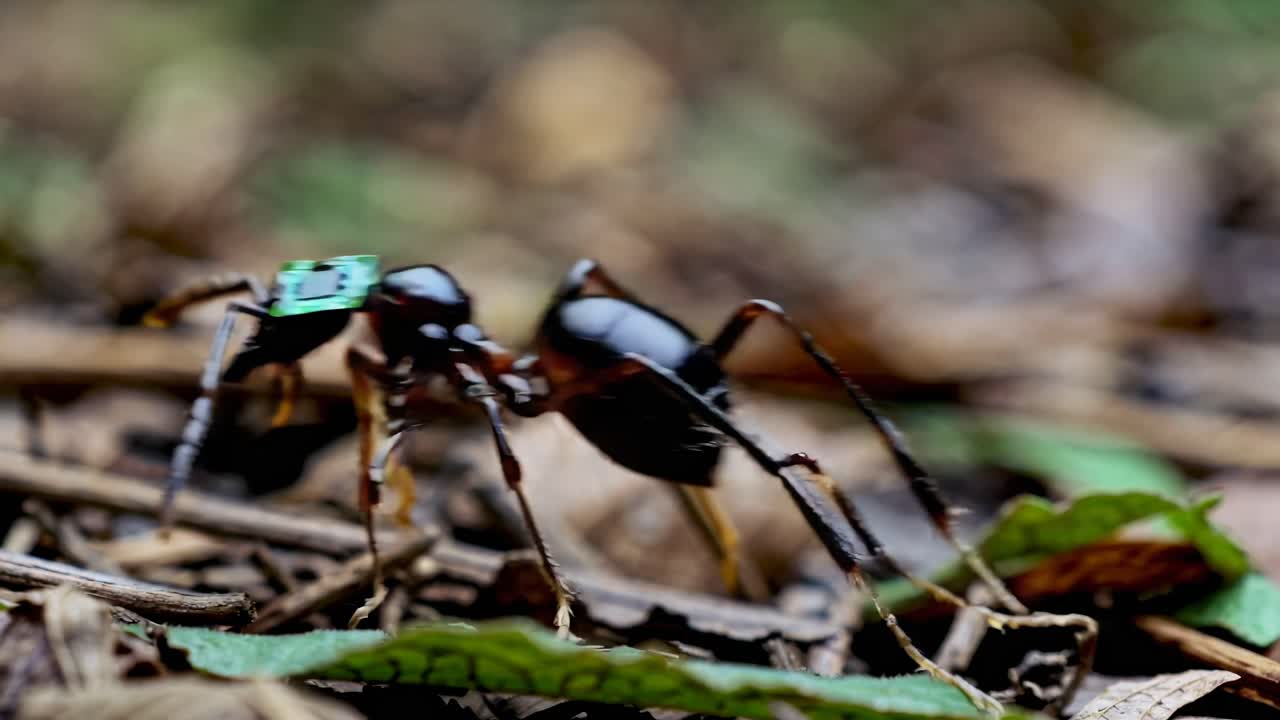Ant with Microchip
