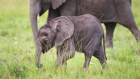 Slow-Motion-Shot-of-Cute-small-baby-elephant-wandering-walking-through-tall-grassland-savannah-savanna,-Maasai-Mara-National-Reserve,-Kenya,-Africa-Safari-Animals-in-Masai-Mara-North-Conservancy