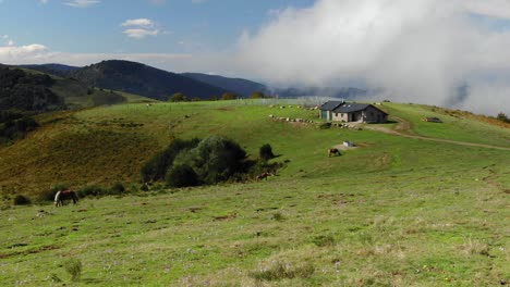 Horses-graze-in-grassland-with-isolated-farm-in-background