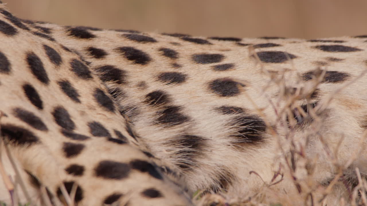 Close up shot of a cheetah's underbelly slumbering softly