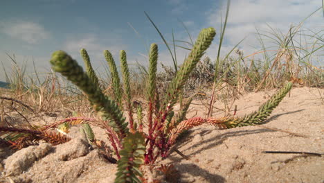 Euphorbia-paralias-or-sea-spurge-flower-on-sandy-beach-in-wind,-wide-angle-closeup-view