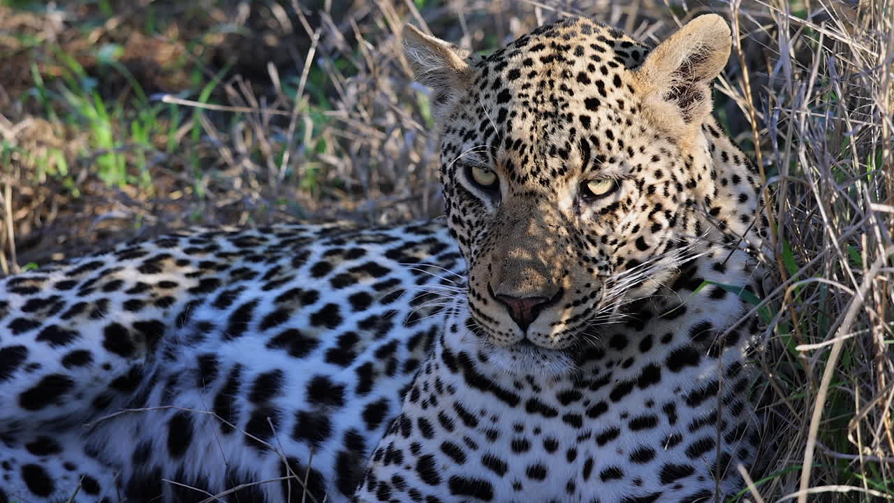 Closeup Leopard rests in tall grass shade during heat of day on savanna