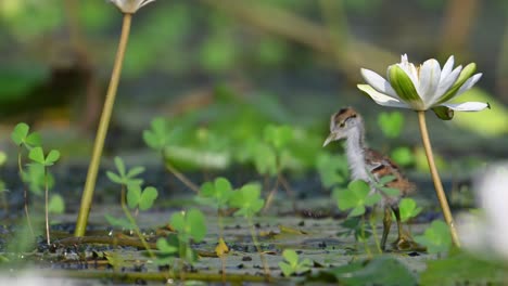 chicks of pheasant tailed jacana feeding on floating leaf in morning