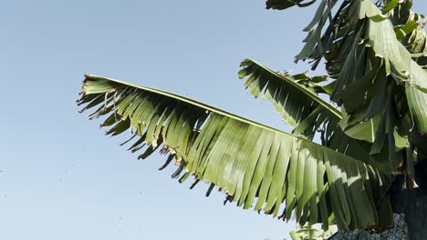 un enjambre de mosquitos volando alrededor de una palmera en un día soleado