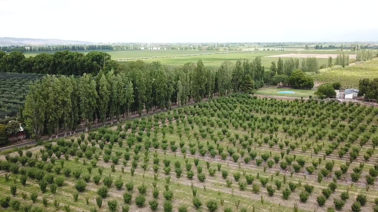 Mendoza, Argentina. Aerial View of Lined Olive Tree Rows on Agricultural Plantation Field