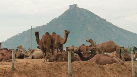 Camels-at-the-Pushkar-Fair,-also-called-the-Pushkar-Camel-Fair-or-locally-as-Kartik-Mela-is-an-annual-multi-day-livestock-fair-and-cultural-held-in-the-town-of-Pushkar-Rajasthan,-India.