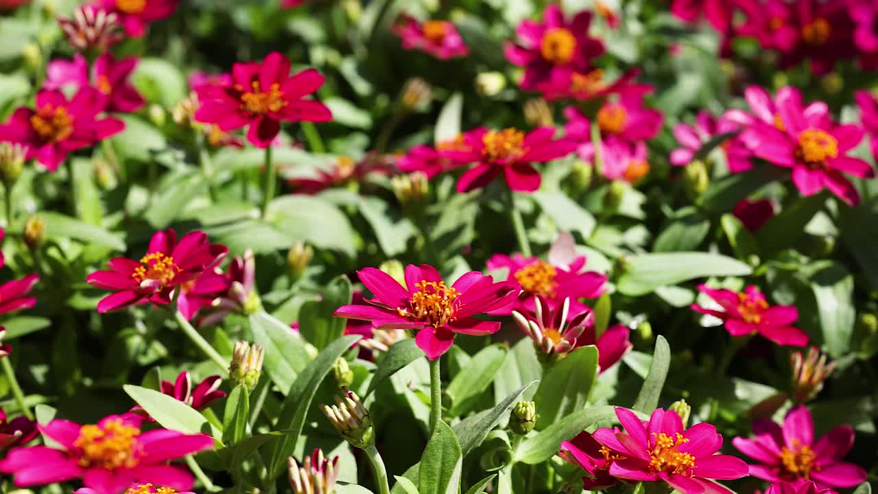 primer plano de las vibrantes flores de zinnia rosadas