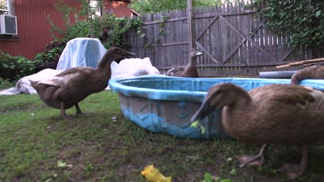 Sechs-Schwarze-Enten-Baden-Und-Suchen-Im-Hinterhof,-Geflügelvideo,-Haustier