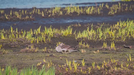 Greylag-goose-sleeping-on-muddy-river-shore,-goslings-grazing-around