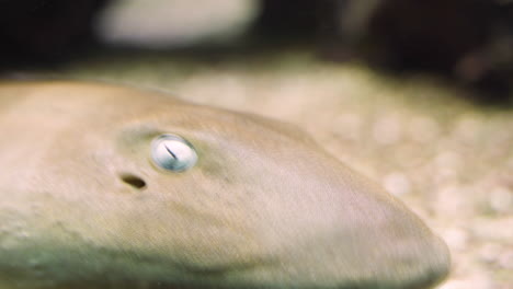 Grey-Nurse-Shark-Swimming-Underwater