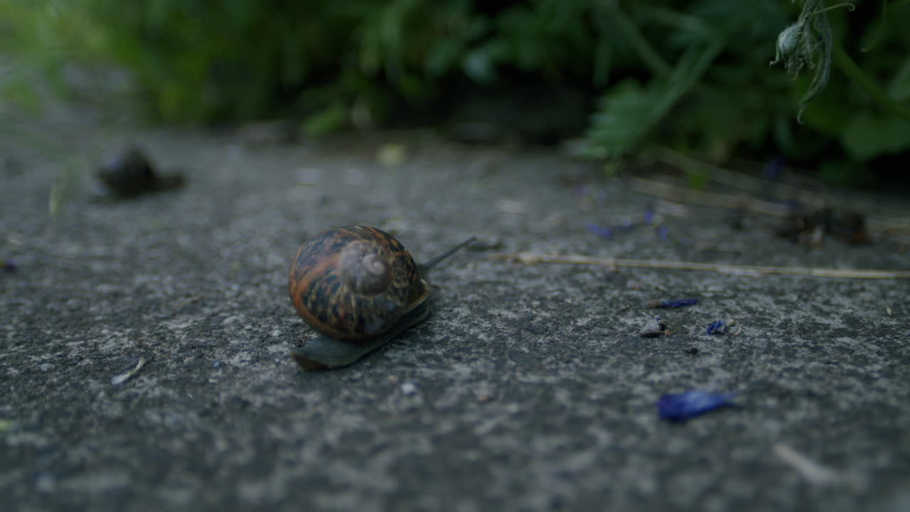 Two garden snails crawling across path in garden