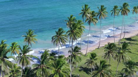 drone view of coconut trees along beachside in dominican republic