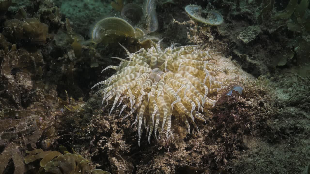 Un anemone di mare nuotatore, Boloceroides mcmurrichi si è attaccato a un substrato di barriera corallina nelle profondità dell'oceano. Vista subacquea