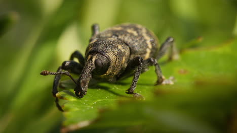 large pine weevil, closeup on leaf