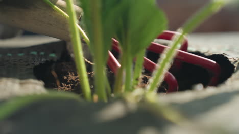extreme close up farmer hands in gloves using trowel loosening soil around strawberry seedling on weed barrier fabric, backlit sunlight in spring garden, careful cultivation and weeding for growth