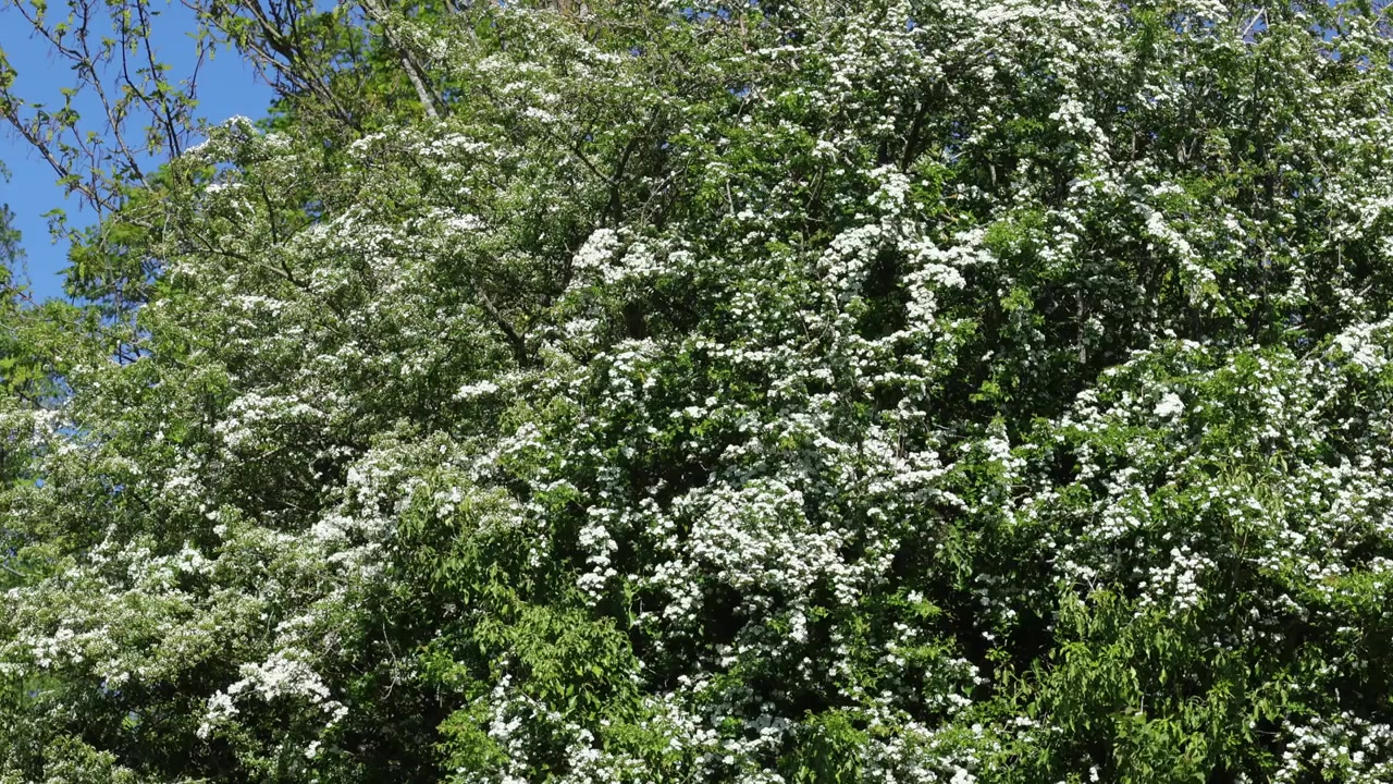 A Hawthorn Tree, Crataegus monogyna, in flower in Spring. UK