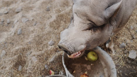 Top-view:-A-huge-gray-boar-eats-an-apple-in-a-barn