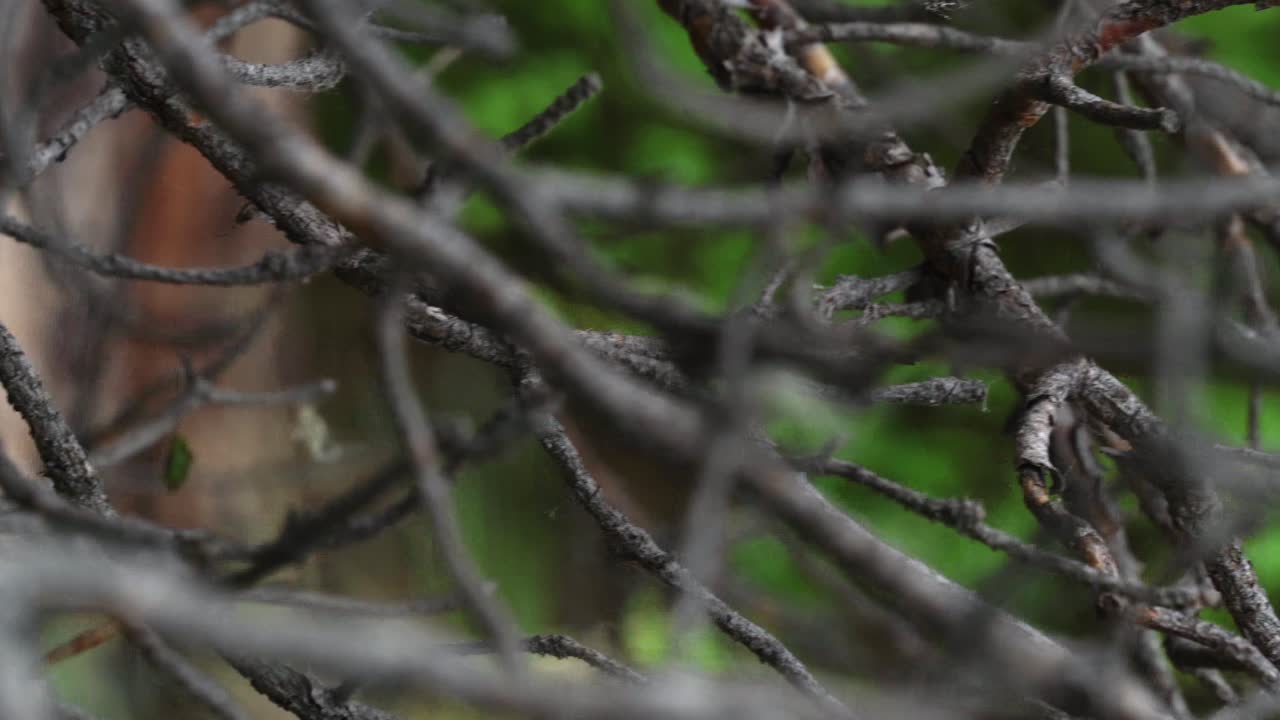 Burnt Branches in Forest
