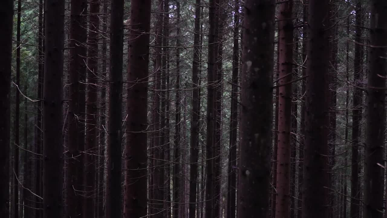 Mystic trees in the forest, close up