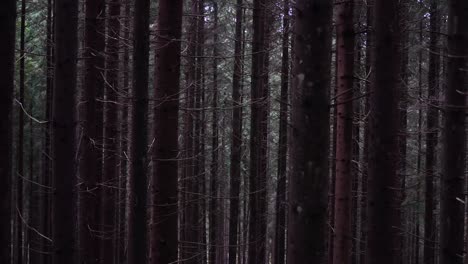 mystic trees in the forest, close up