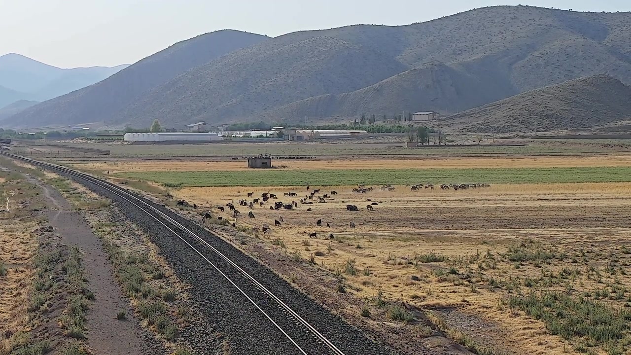 Gregge di capre al pascolo in un campo rurale vicino ai binari del treno