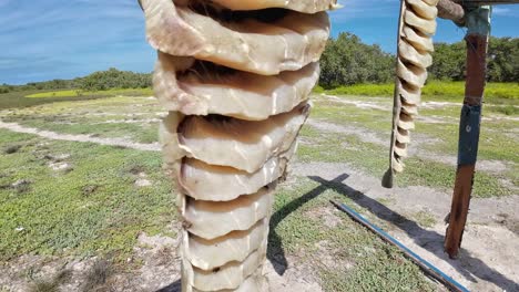 fish hung to dry on a wooden rack under the sun, outdoors, traditional drying method