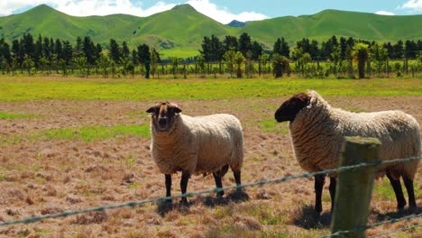 ovejas de pie en el campo de nueva zelanda con una hermosa montaña verde detrás