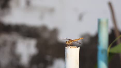 una libélula descansando en un palo de bambú blanco