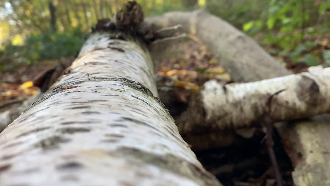 Close up camera, rotating around a detailed, fallen tree trunk in the before the winter
