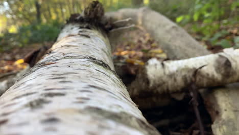 cámara de primer plano, girando alrededor de un tronco de árbol caído y detallado antes del invierno