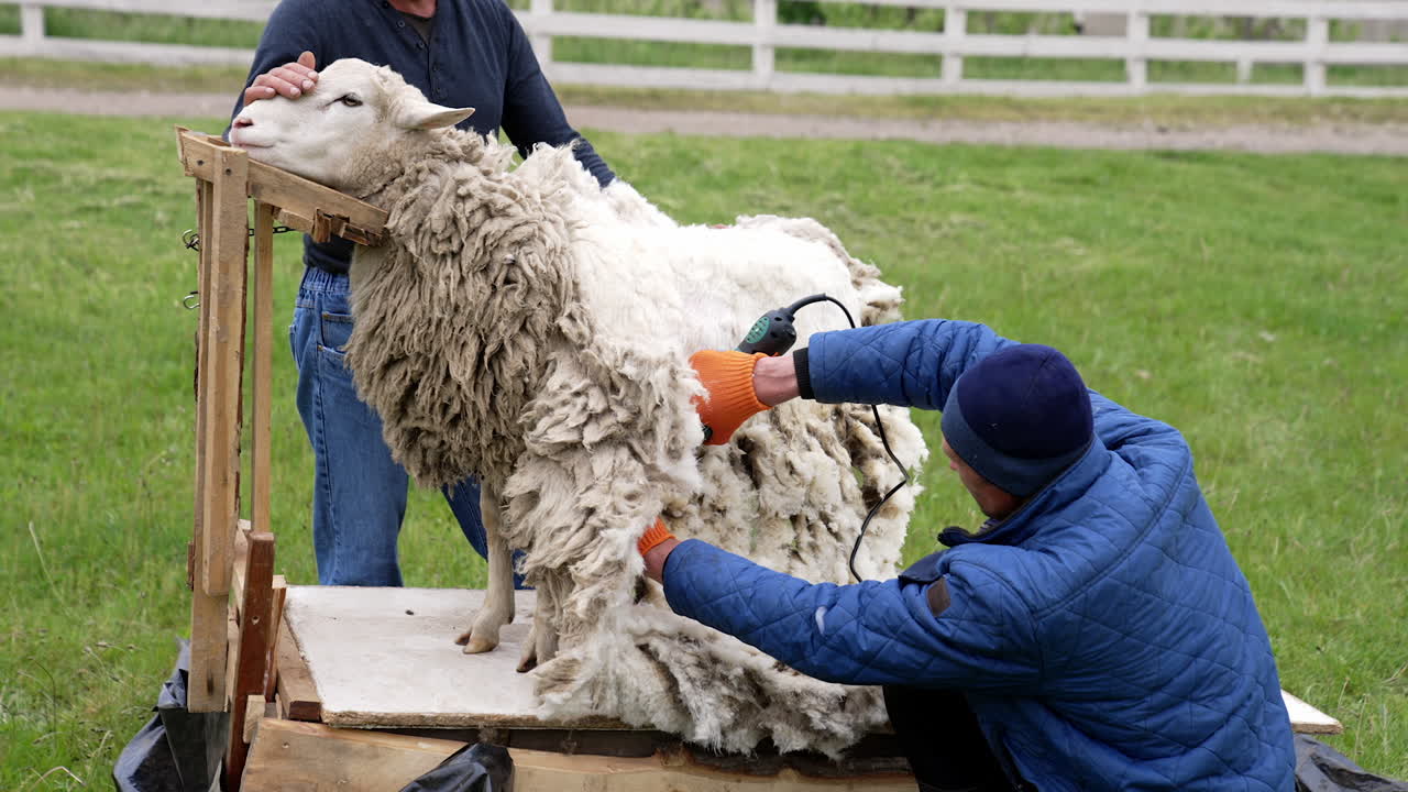Shearing ecological wool from sheep. Professional farmers cutting curly wool of a sheep with electric hair clipper outdoors. Traditional sheep shearing in spring.