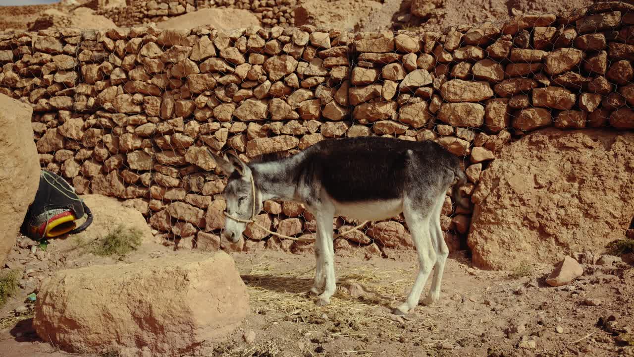 Un asino cammina accanto a un muro di pietra nella tradizionale ambientazione di Ouarzazate, legato e assicurato