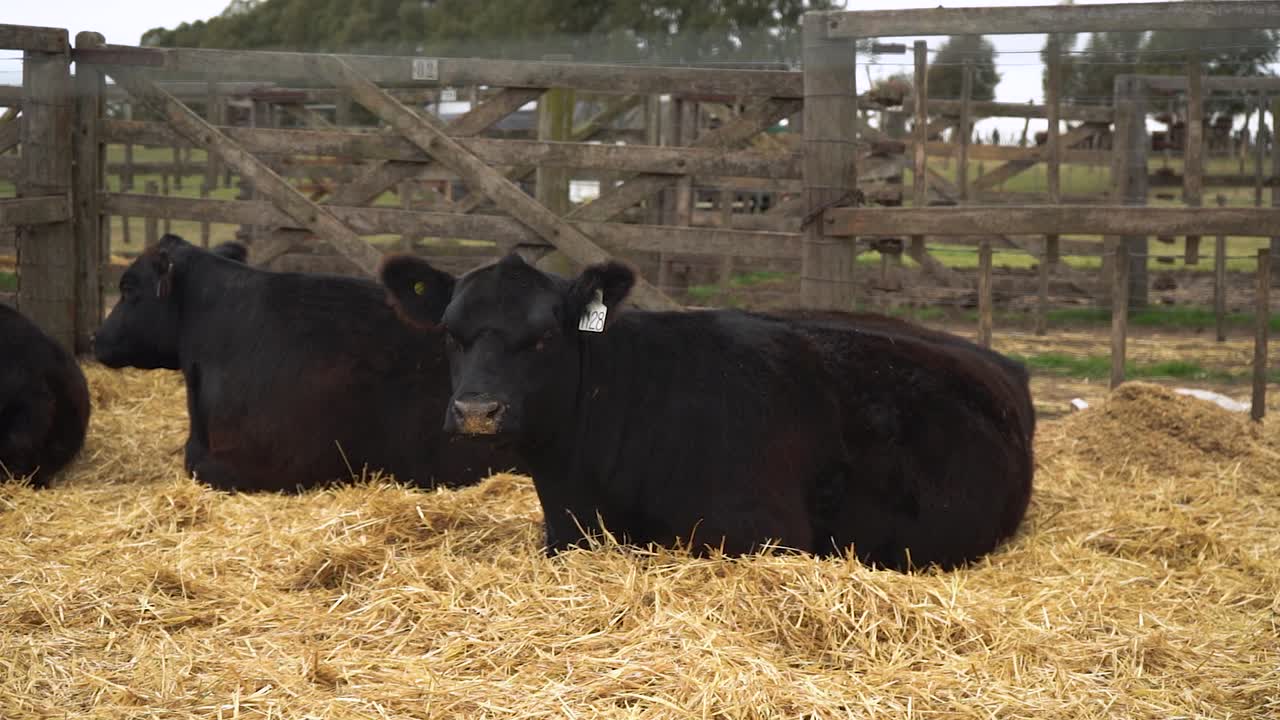 Bovini Aberdeen Angus sdraiati sulla paglia.