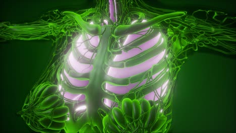 cuerpo humano con pulmones visibles