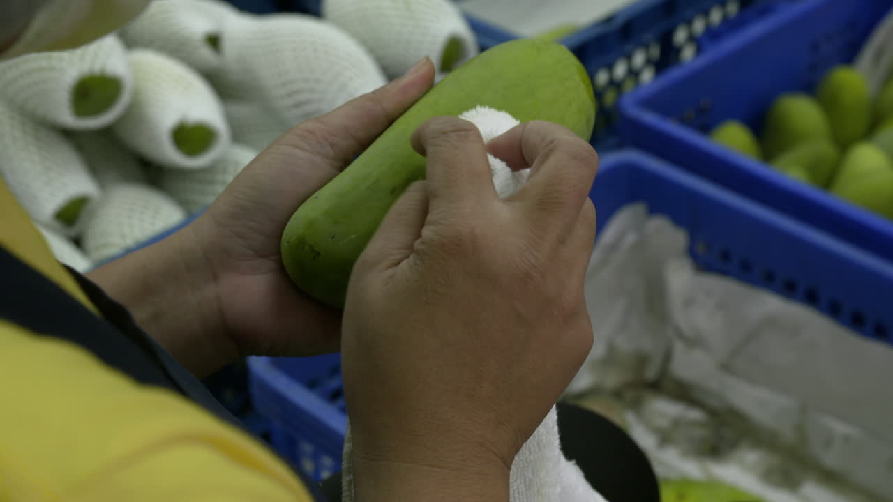 el mango verde es comprobado por manchas y calidad.