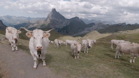 Vacas-Blancas-En-Los-Pirineos-Franceses-Durante-El-Día-Soleado-De-Verano-Pico-Alto-Como-Fondo