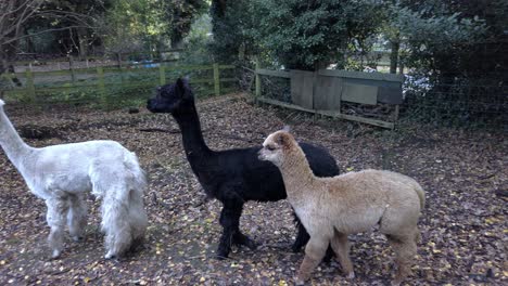 Young-herd-of-unsure-Alpaca-walking-through-rural-Autumn-woodland-farm-trees