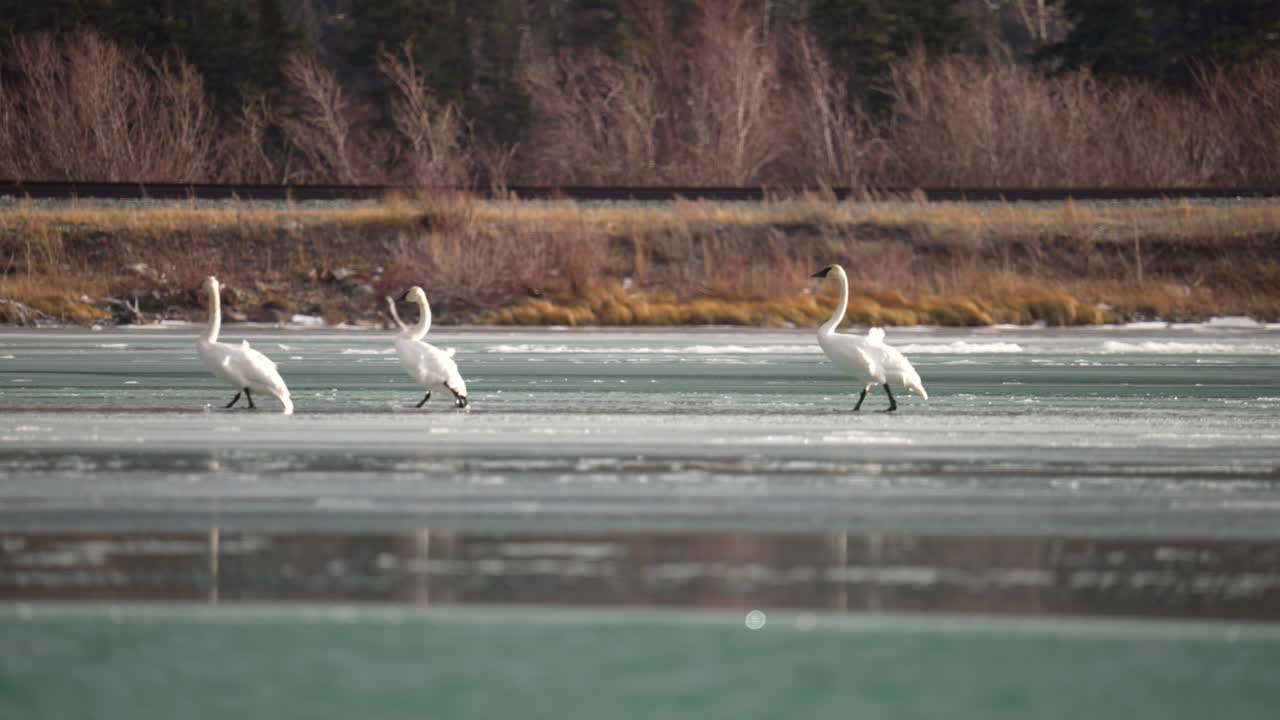 Swan walking on thin ice in the canadian rockies in the spring time.