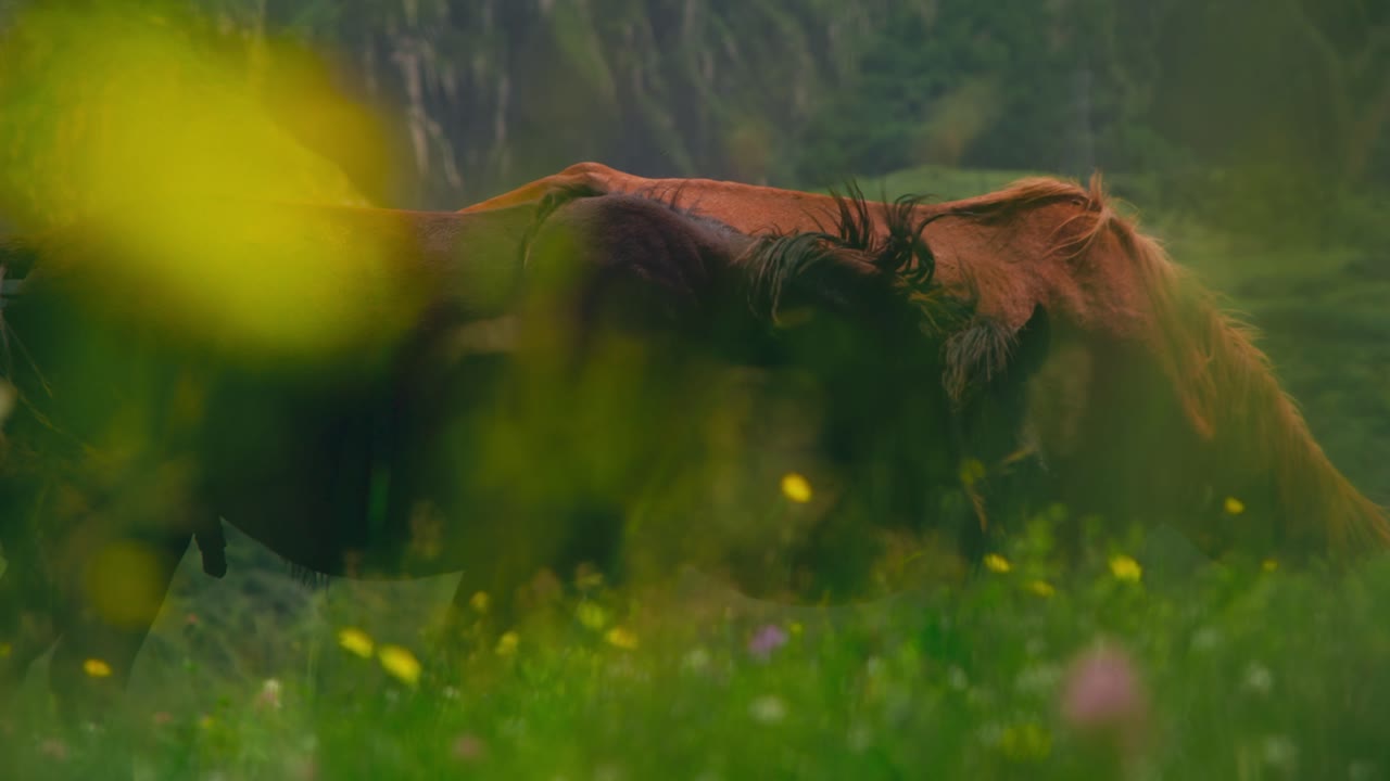 Wild horses roam freely in Devdoraki valley's lush green landscape