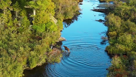 aerial drone shot of a moose cow followed by her two young calves and a bull crossing a blue stream surrounded by green, red and golden autumn forest trees in the maine wilderness