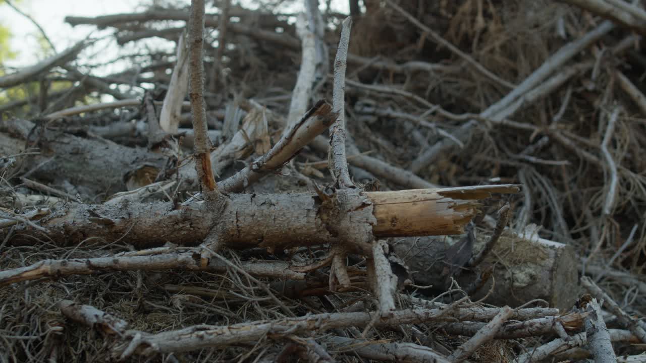 체코 시골 에서  ⁇ 질  ⁇ 정벌레 가 공격 한 죽은 건조 한 나무 가지 들 의  ⁇ 어리 와 산림 벌채