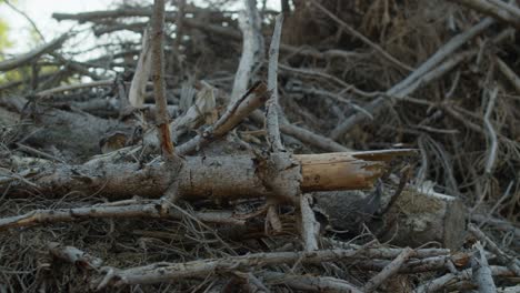 Pile-of-dead-dry-spruce-branches-hit-by-bark-beetle-in-Czech-countryside-and-deforestation