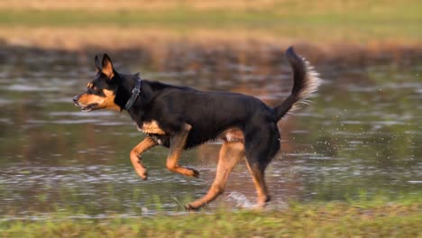 perro negro y marrón corriendo por un prado anegado salpicando agua alrededor