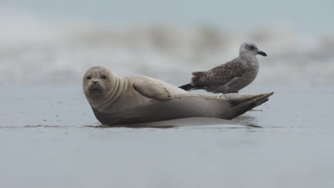 cute baby harbor seal napping on shore with american hearing gull birds around