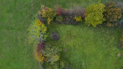 top down aerial view of a row of trees surrounded by green grass