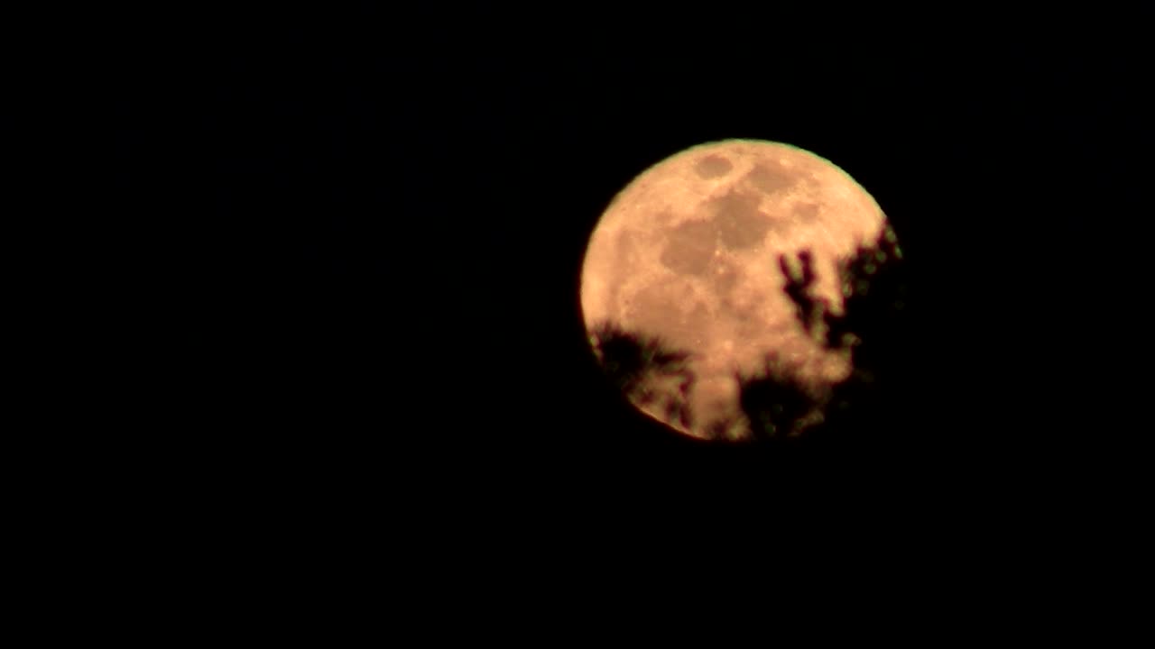 Uma lua laranja nasce por trás das árvores em uma floresta