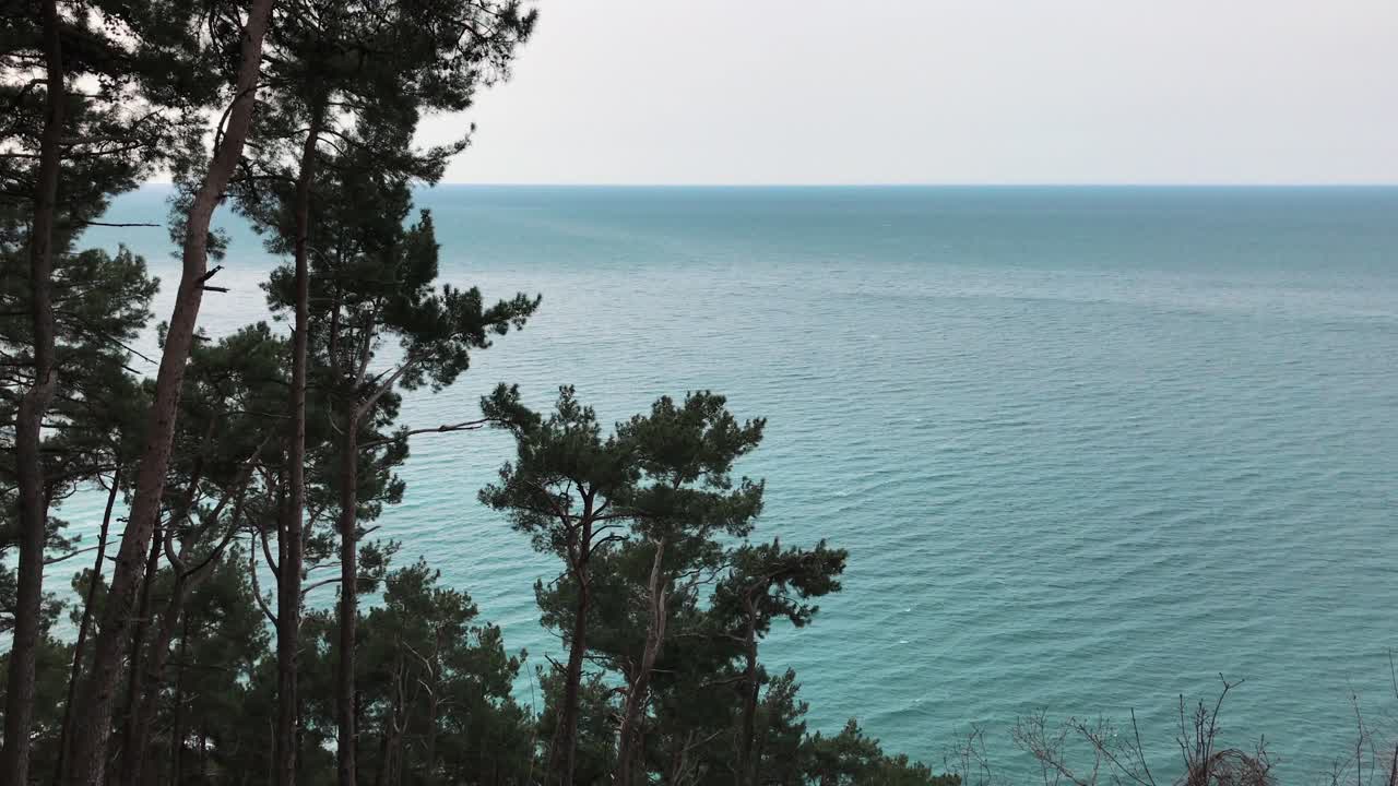 прибрежный лес