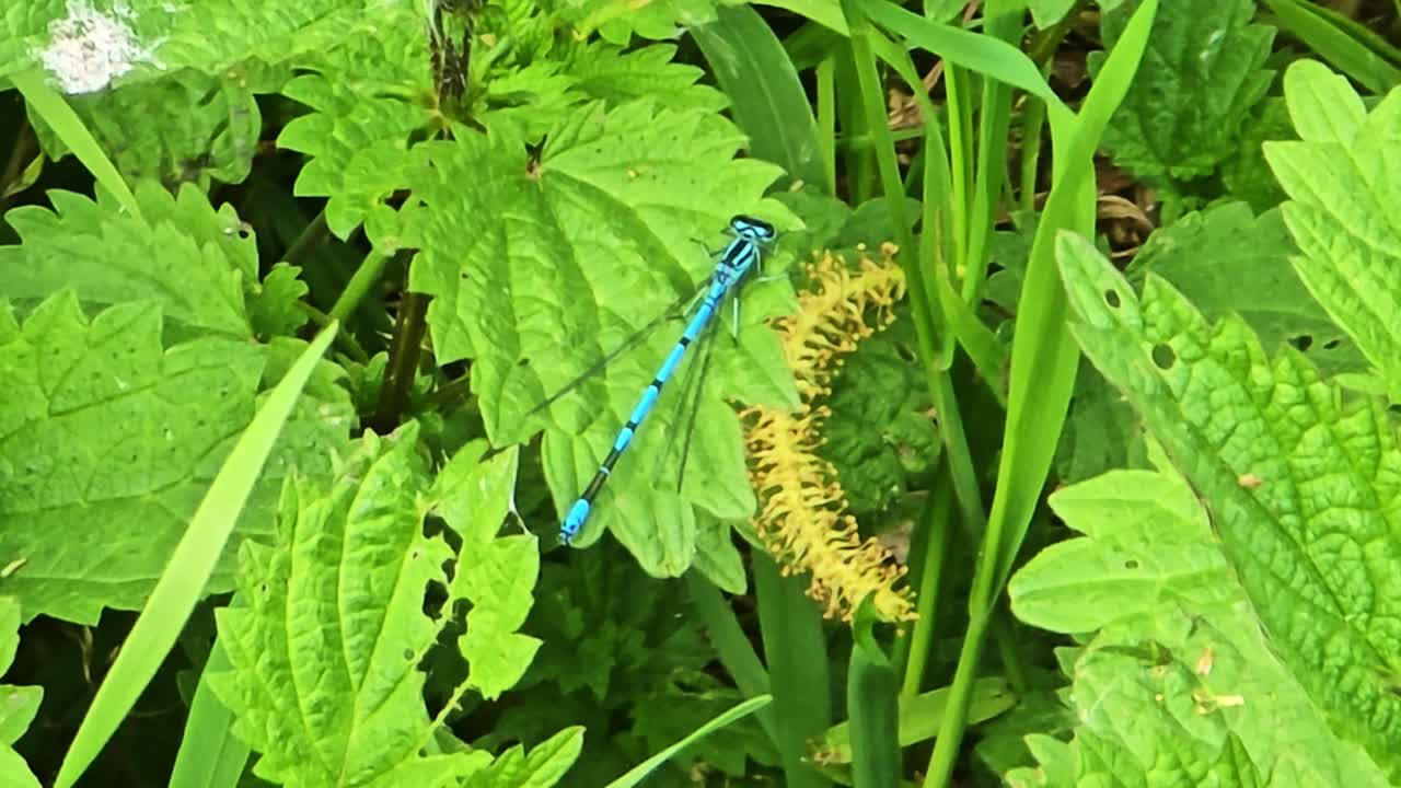 Primo piano in movimento di una damigella blu che riposa su fogliame verde.